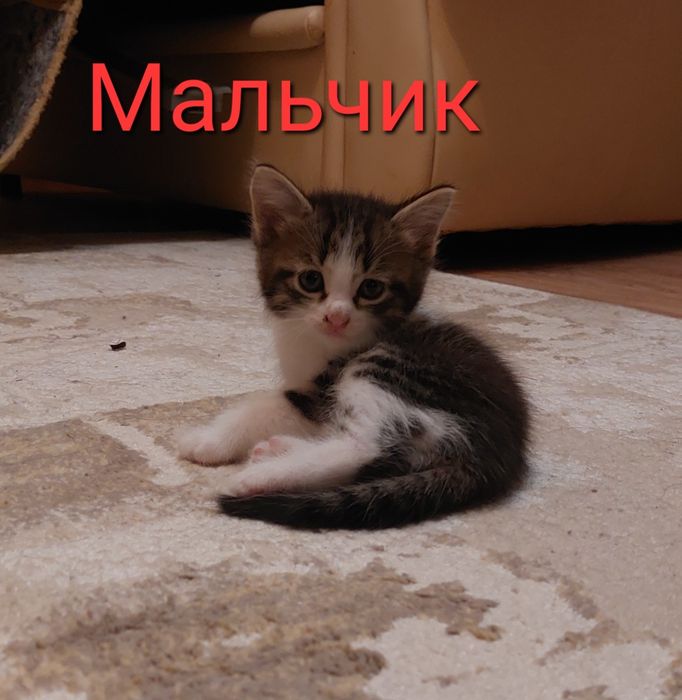 Отдам котят в добрые руки