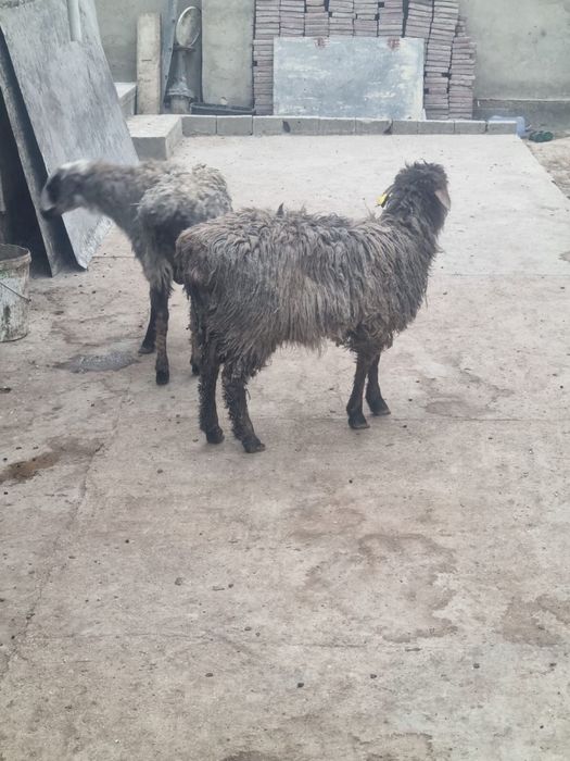 Колда устап багып откан токты сатам