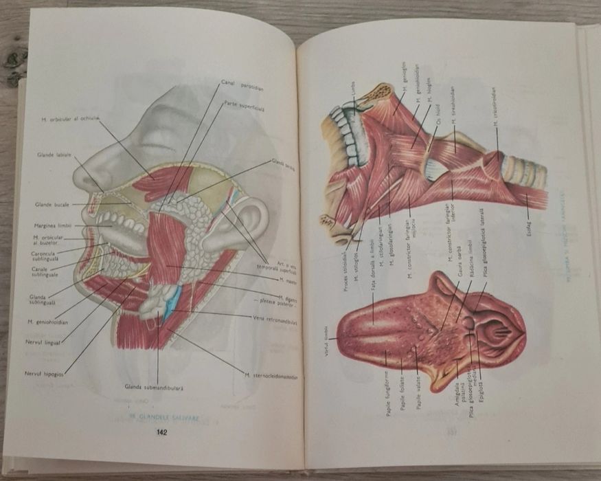 Mic atlas de anatomia omului (Dem. Theodorescu)