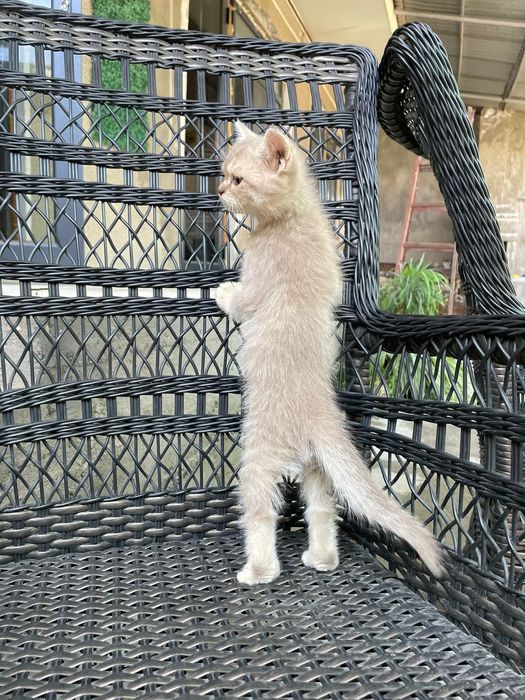 Scottish strayt лиловый окрас