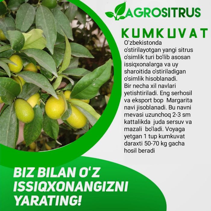 Siz uchun Yangi daromad
