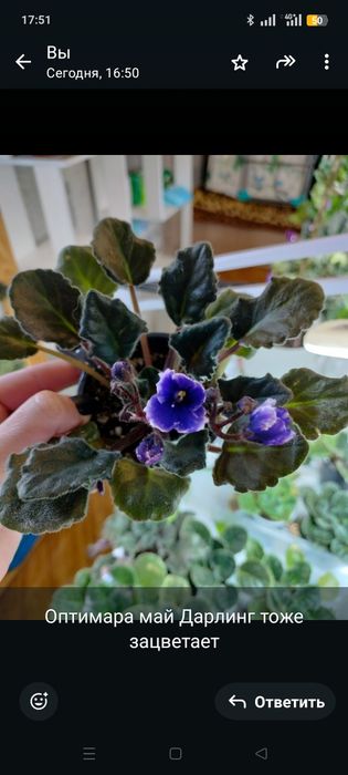 Цветущие взрослые фиалки