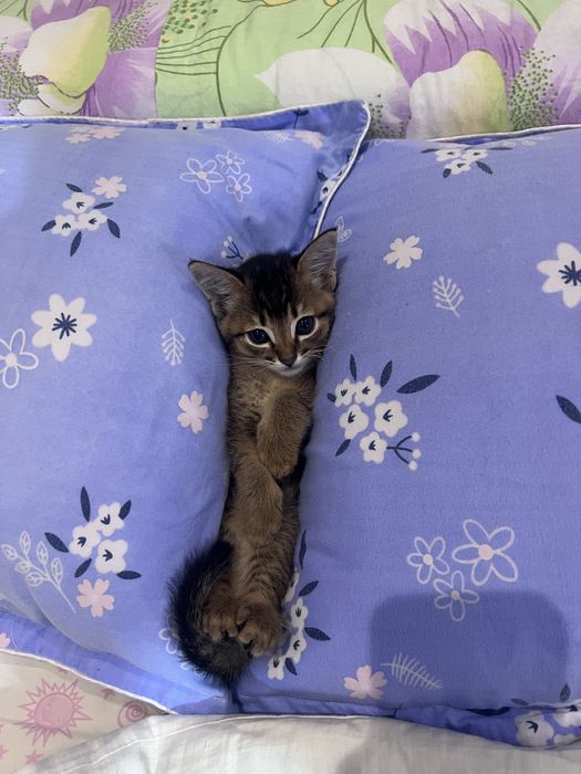 Продаем котенка мальчика