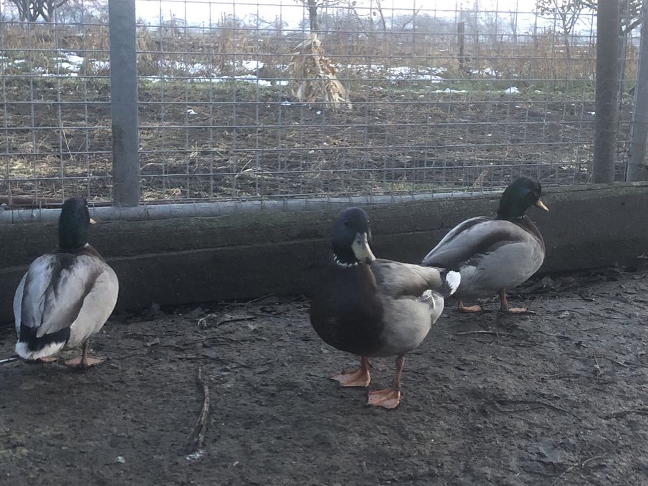 Ratoi salbatici tineret