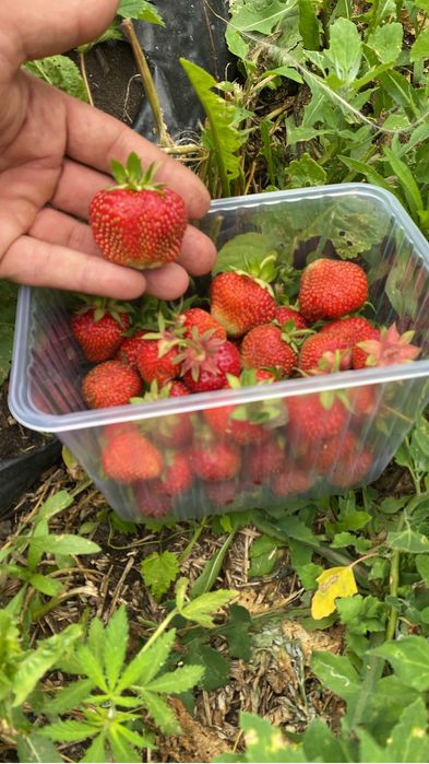 Продам Клубнику сорт Альбион
