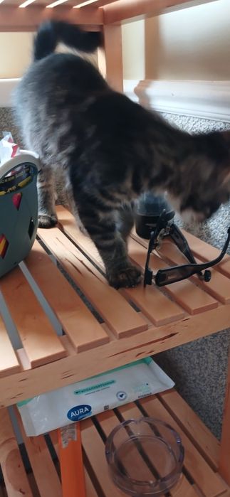 Котенок котенок котенок