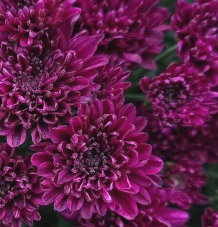 Хризантема мультифлора и корейская