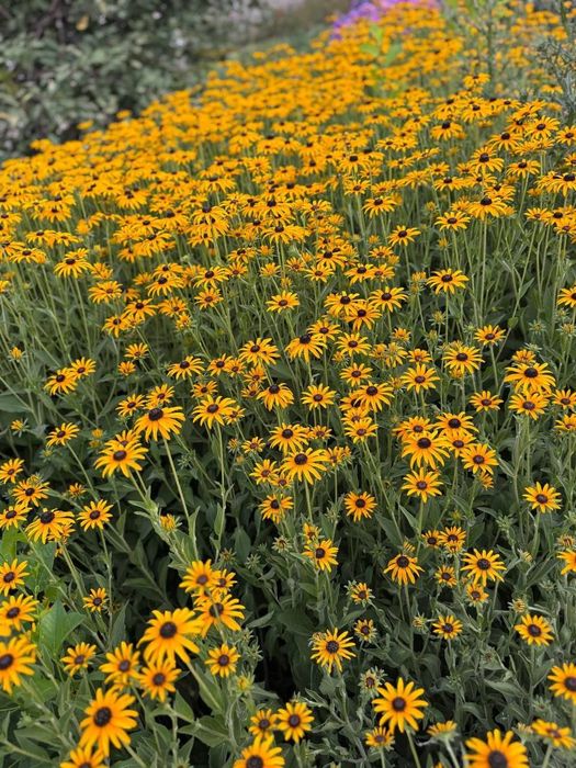 Гул кучат ва уруглар Тошкент