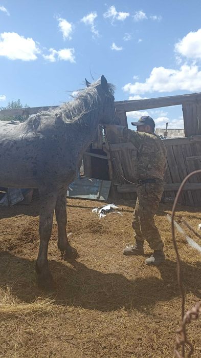 Продам табунного жеребца