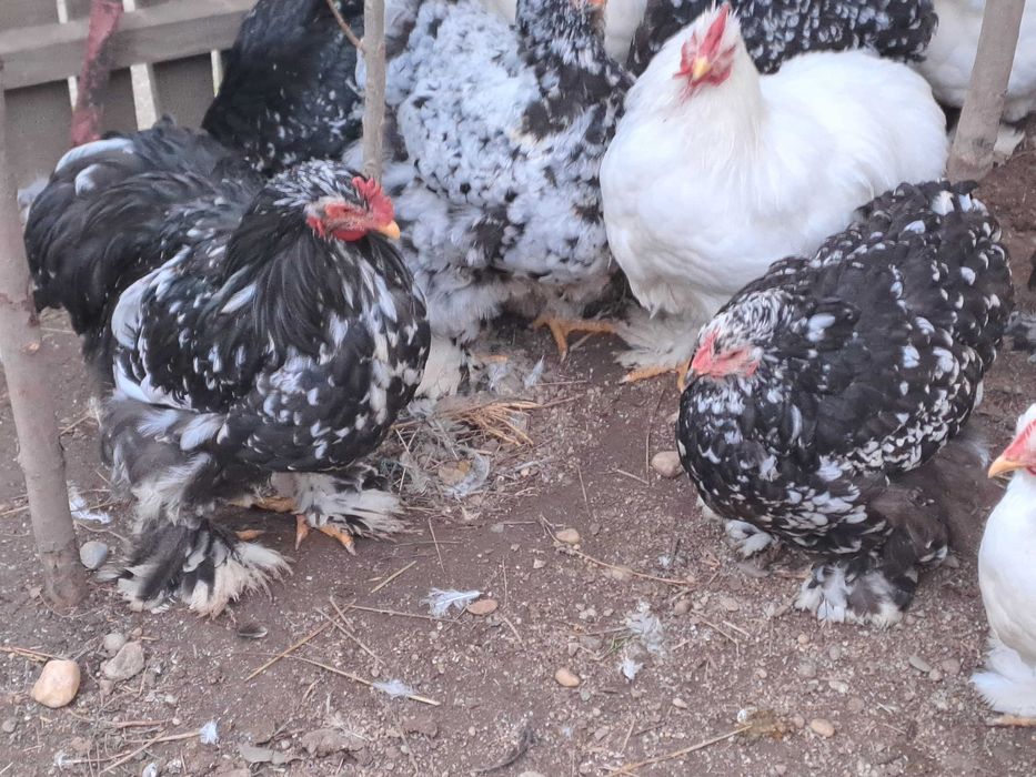 Vând găini și cocoși cochinchina