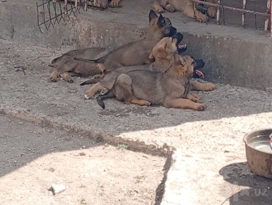Belgiya avcharka (malinuva )