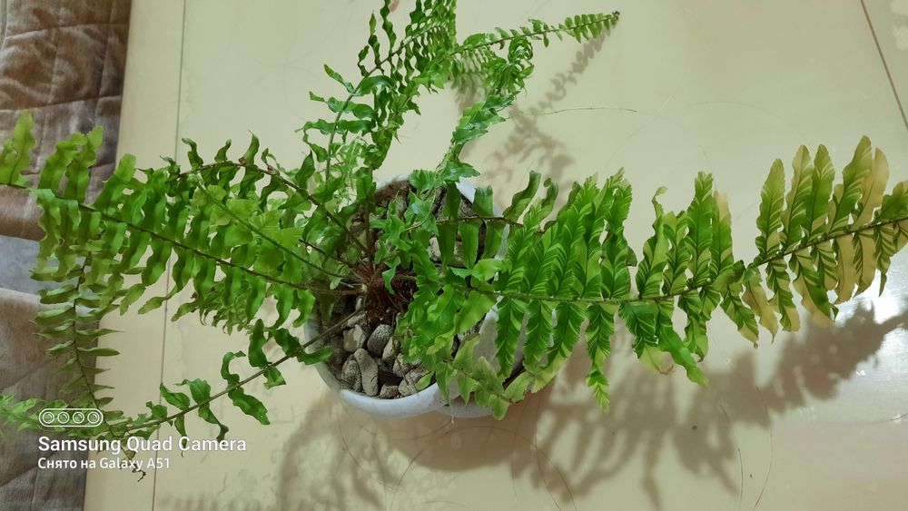 Детка папоротника Тайгер .