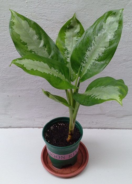 Аглаонема Паттая Бьюти. Экзотические цветы для дома и офиса.