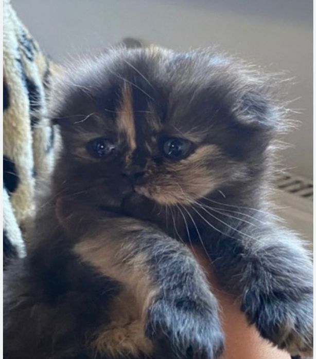 Шотладско вислоухие котята