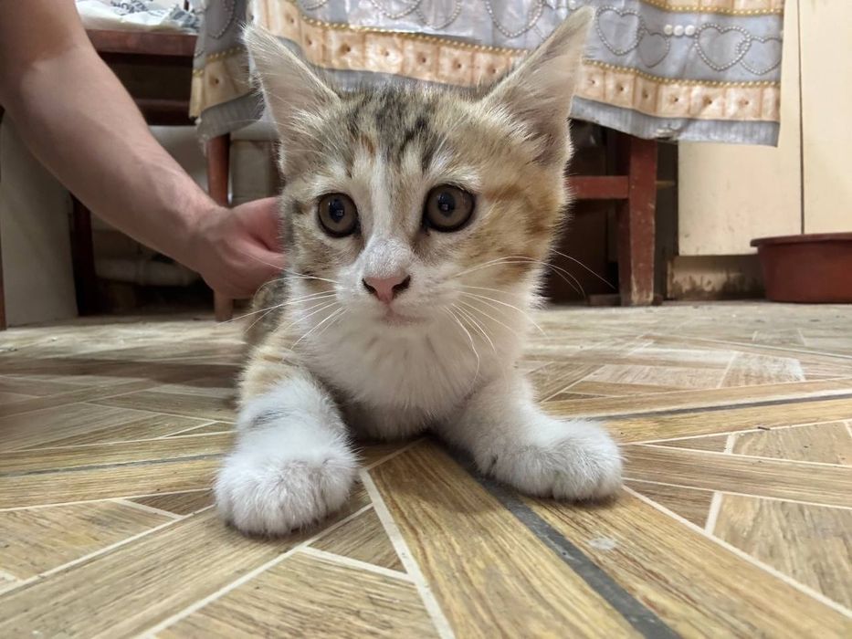 Котята, в хорошие руки
