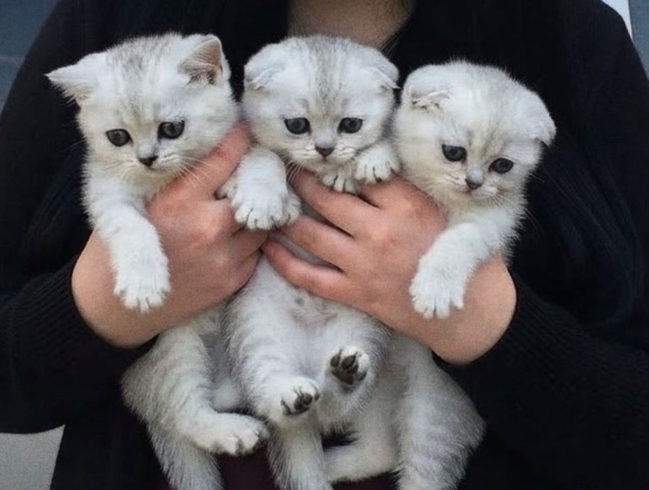 Шотландцы вислоухие
