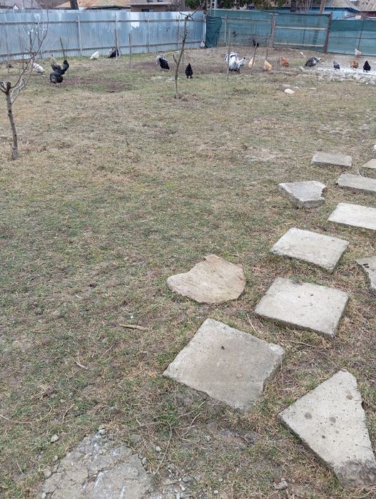 Vând mânză și păsări de curte