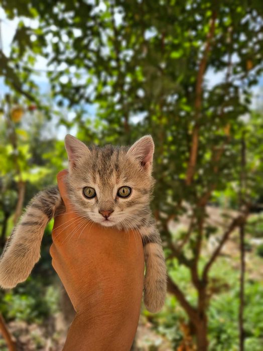 Котята Серый и Рыжий