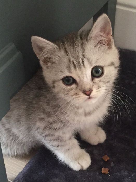 American shorthair F