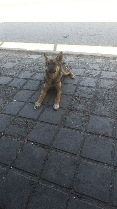 Продам срочно собака