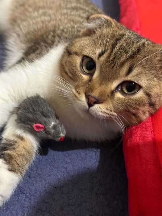 Шотландский вислоухая