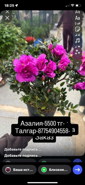 Орхидеии,Аглоанемы,Азалии,Цикас