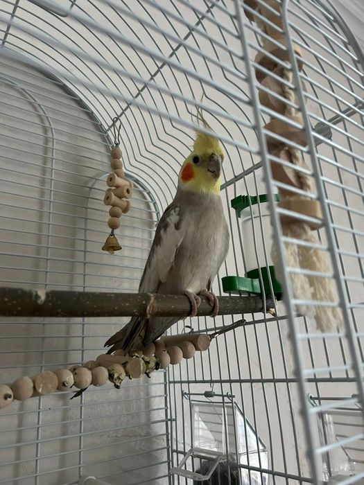 Продаю срочно попугай