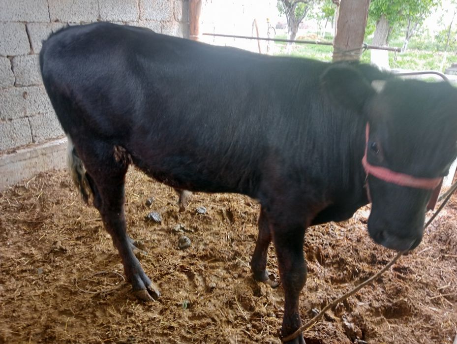 Өгізше сатылады жасына толған