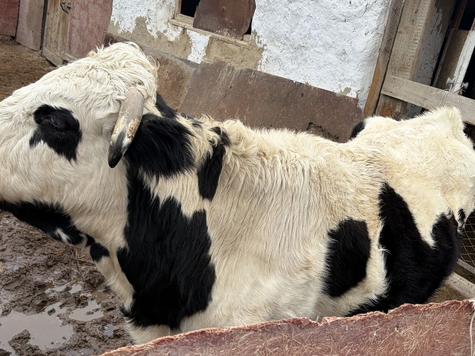 Семіз қысыр сиыр