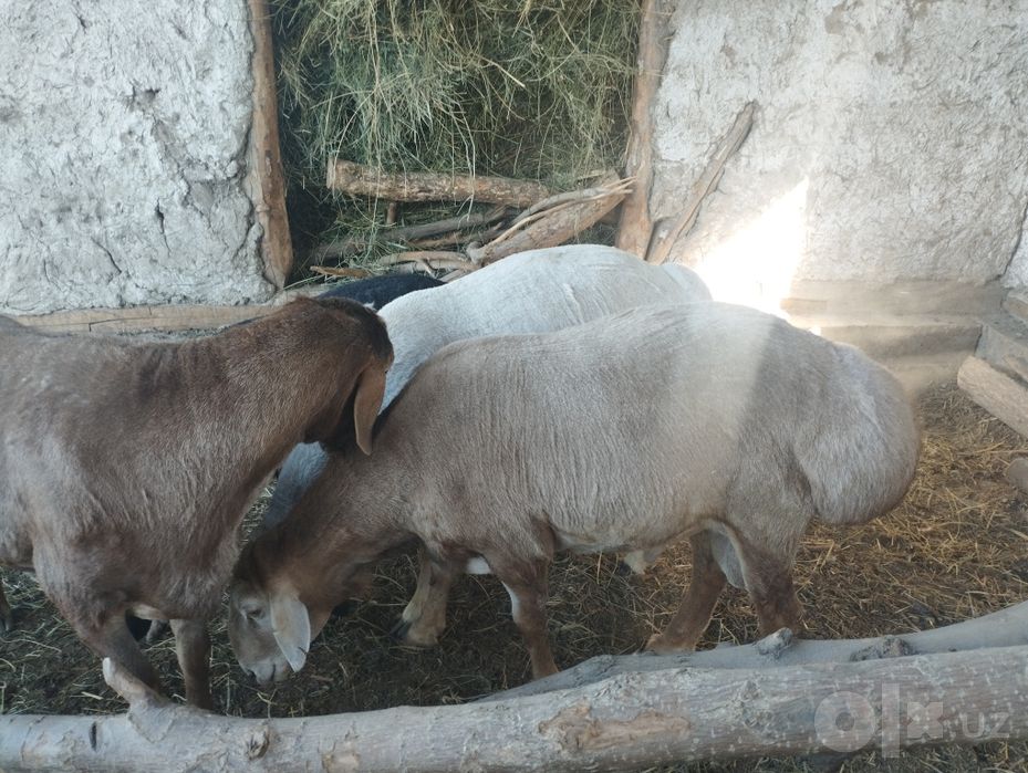 Qòylar sotiladi Arashan bilan Qirĝiz gigant