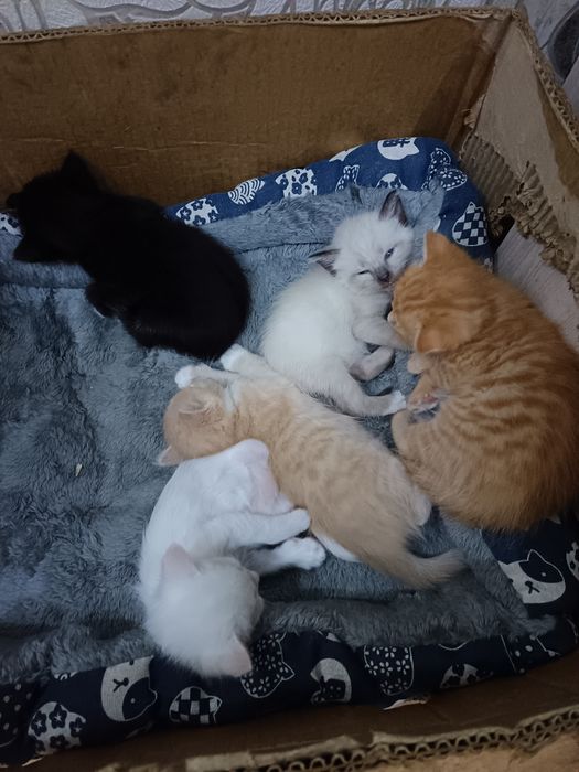 Отдам котят. Бесплатно