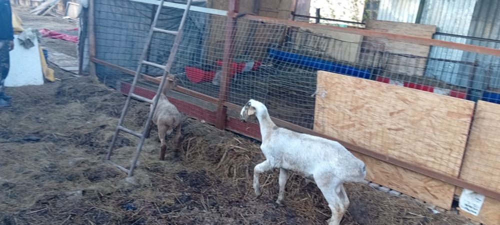 Продам овец ягнят баран