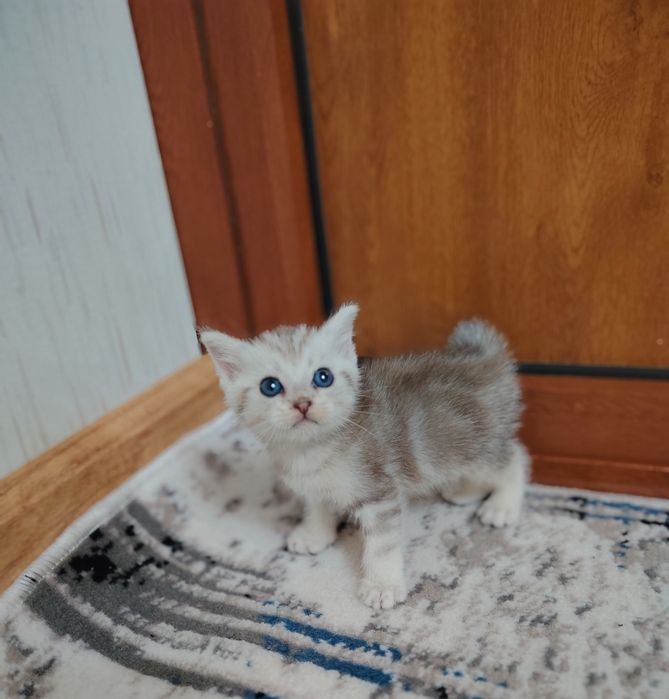 Serebristiy va mramorniy shinshila mushukchala