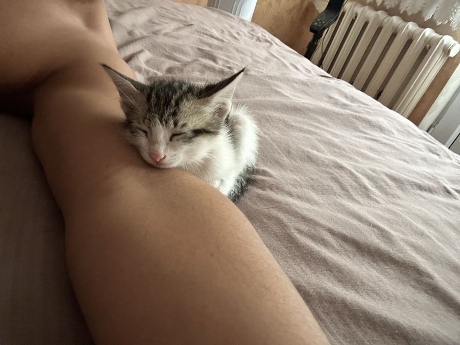 Котенок СРОЧНО!!!
