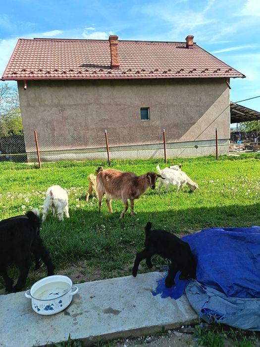 Am capre pentru vanzare