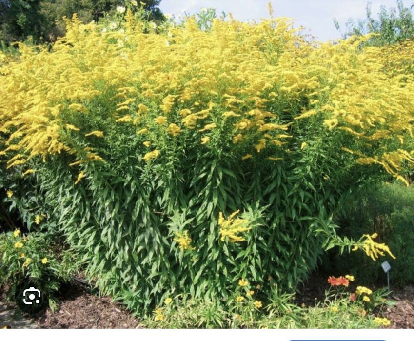 Декоративное растение Золотарник
