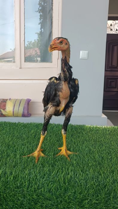 Dakan jojala sotiladi