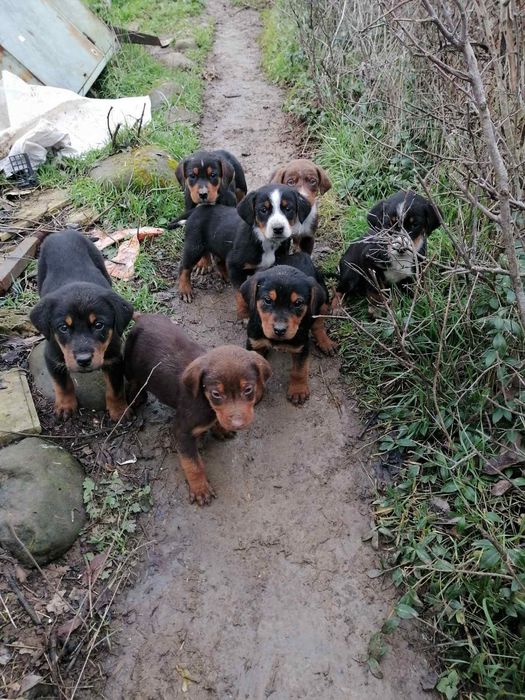 Подарявам гончета