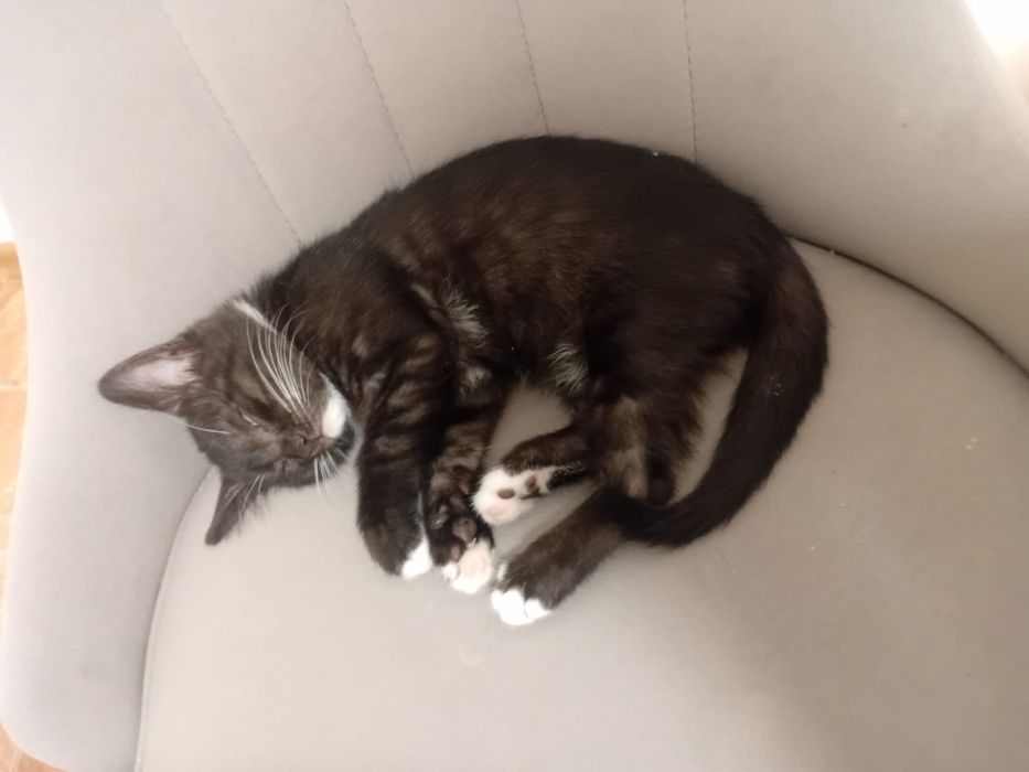 Отдам в хорошие и добрые руки