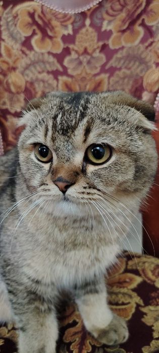 Skotish fold shinshila sotiladi !