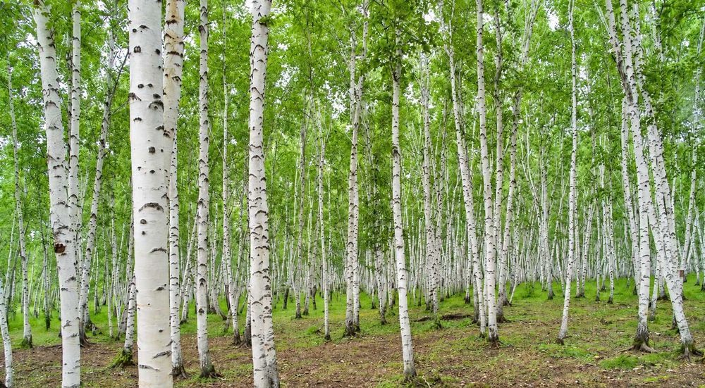 Mesteacan Alb Betula - Plante Foioase pentru Gradina