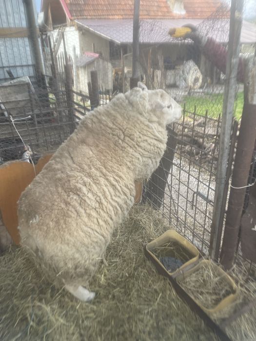 Vand Berbec Texel de 2 ani !