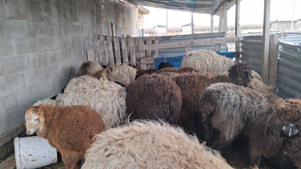 Қой, баран, мал