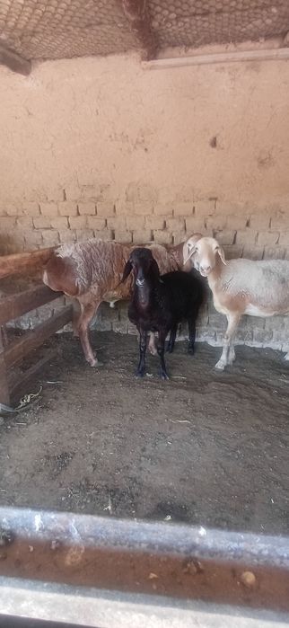 Ona bola qóylar sotlad 9 milódan kam bor bolas urģochi 1 tas qóchqorOn