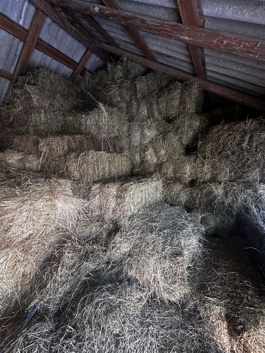 Baloti fan 2025 15lei/buc