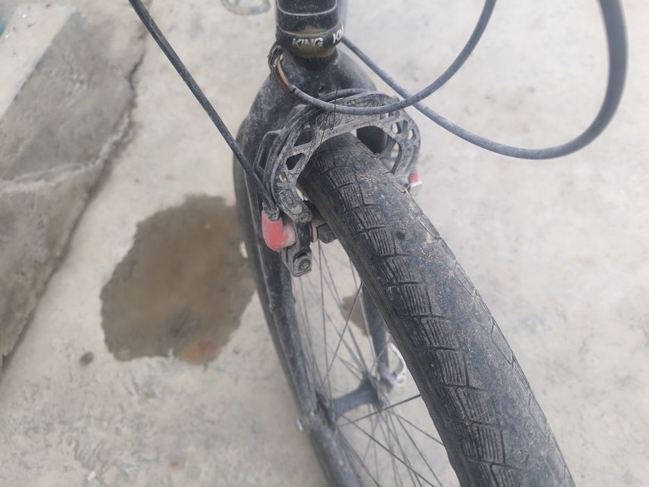 Velik bigbul amerikaniski