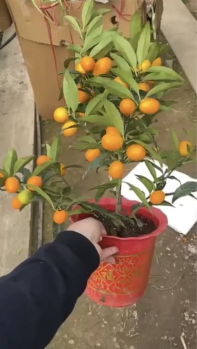 Кумкуват очень полезний цитрус