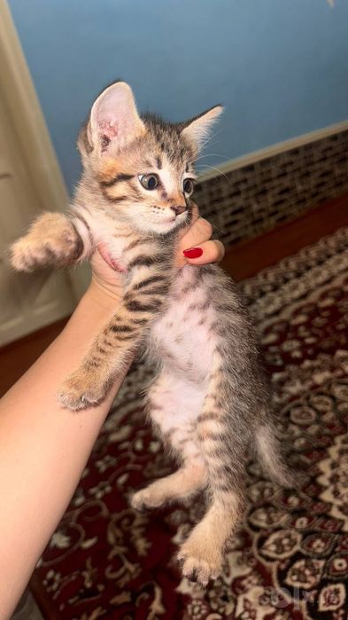 Котятам 3 месяца к лотку приучены корм кушают