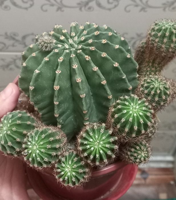 Гуллар сотилади40 000дан 100 000гача  яхши парвариш қилинган