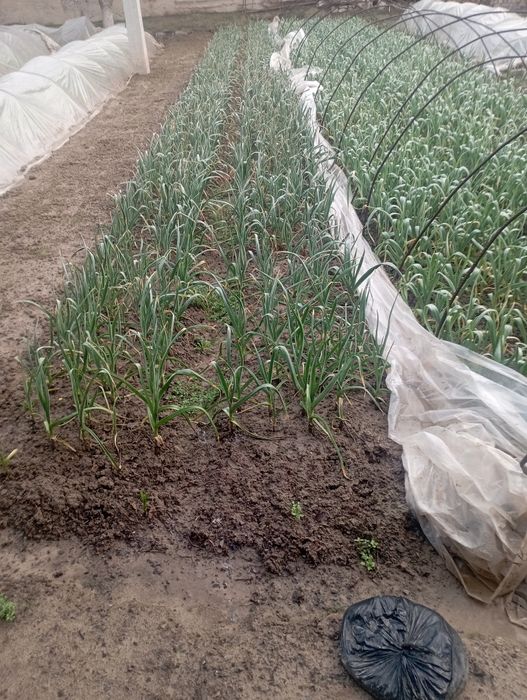 Poliz mahsuloti chesnok